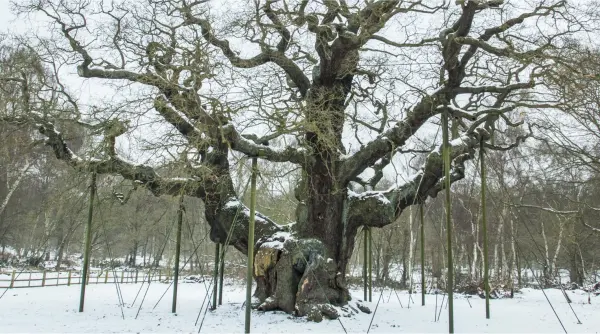 Tree Image 2