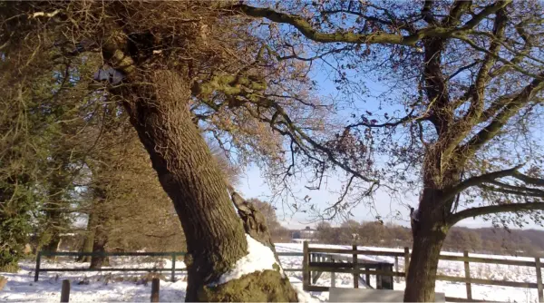 Tree Slider – 1