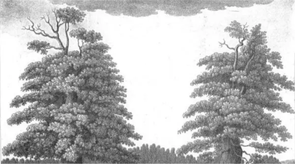 Tree Slider 3