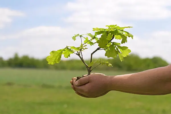 Oak tree sapling held in a volunteer's cupped hands