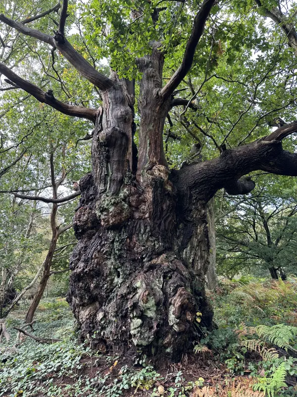 Ancient Oak, Thoresby2 – Copy