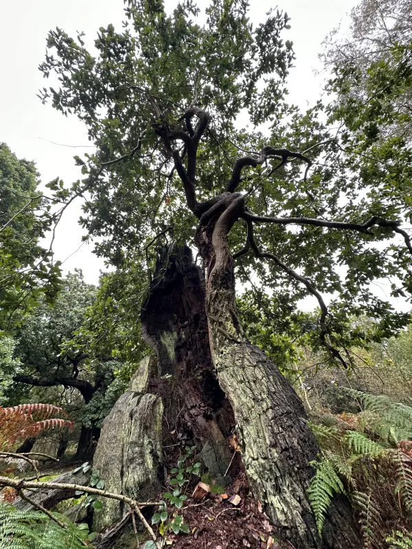 Ancient Oak, Thoresby4 – Copy