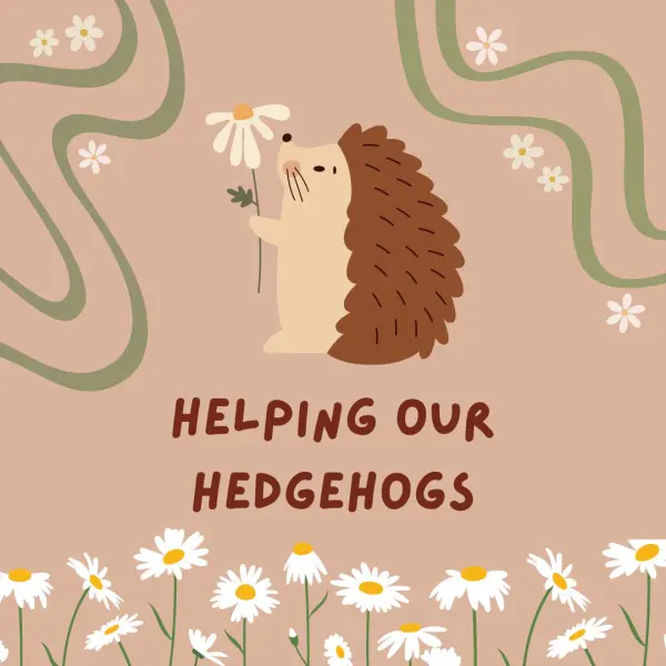 Helping our hedgehogs