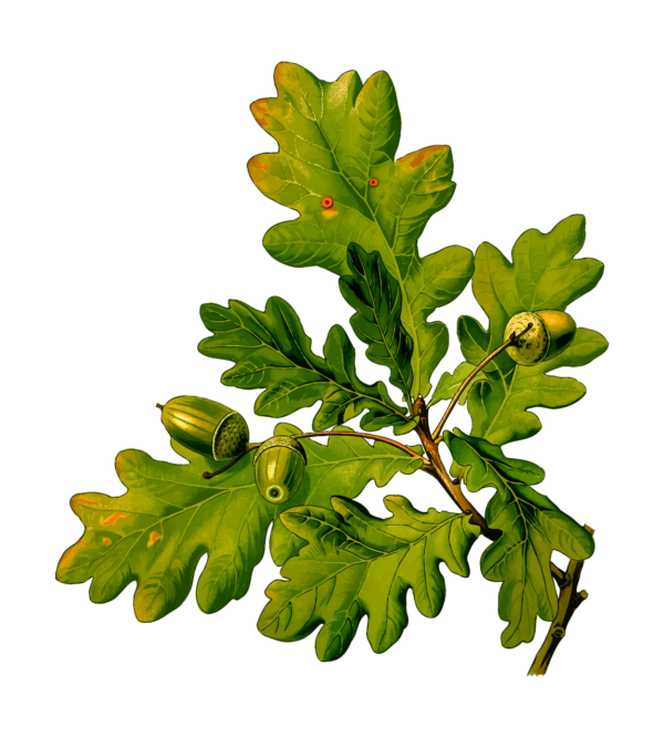 branch-1299946_1280