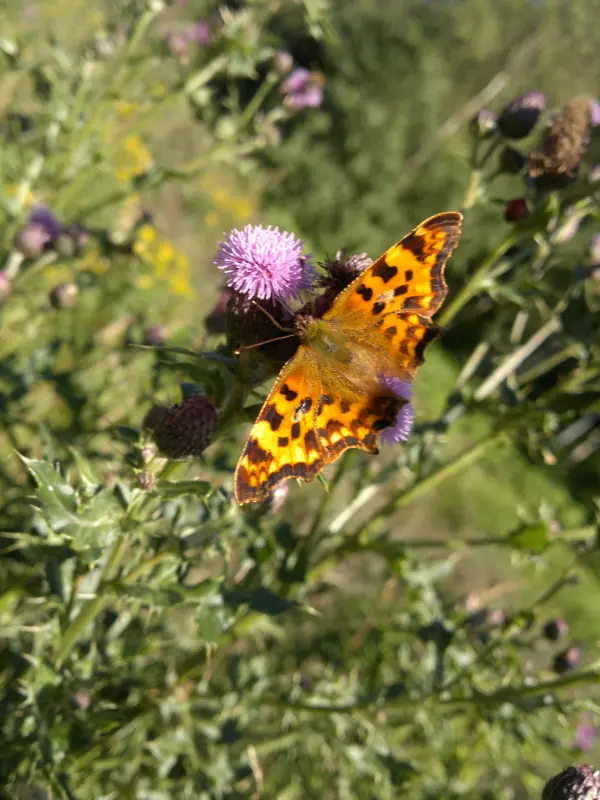 Comma at Sherwood Heath (1)