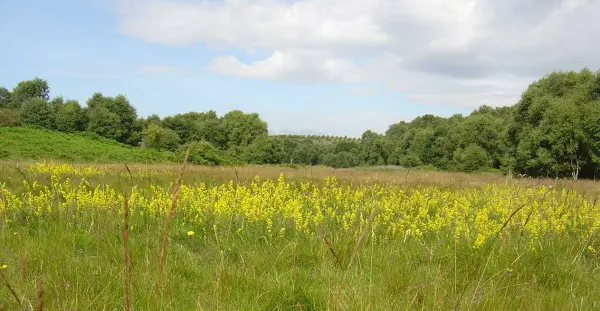 lady’s bedstraw and view of Rotary Wood LF