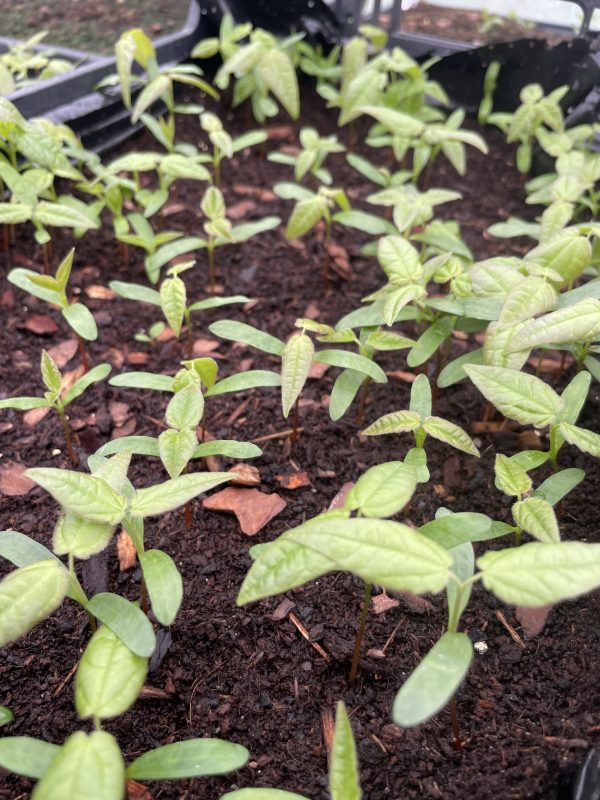 image00004