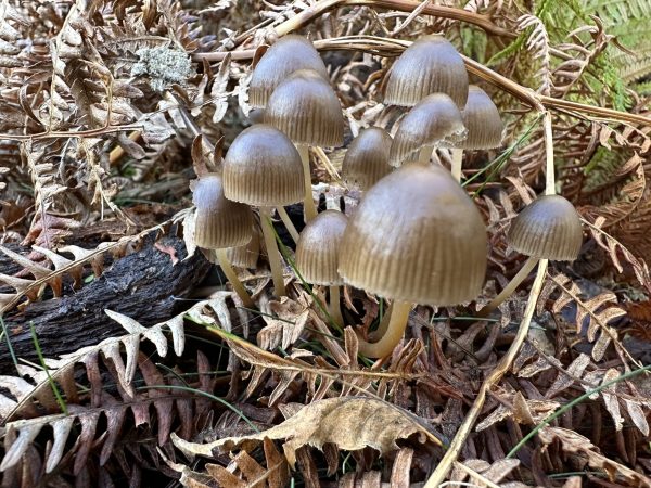 woodland fungi